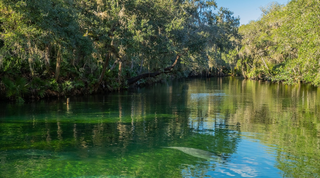 Blue Spring State Park which includes a river or creek