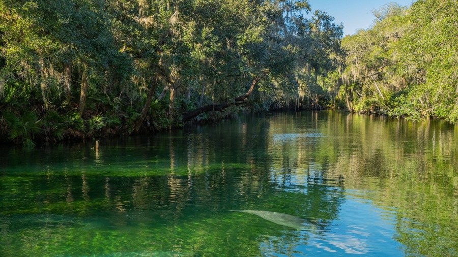 Blue Spring State Park which includes a river or creek