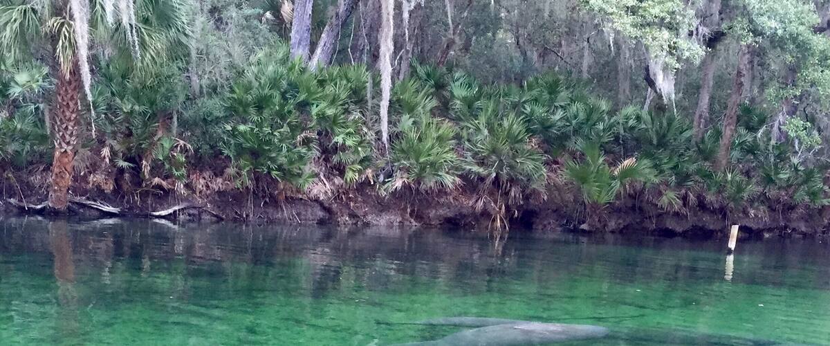 Visiting the manatees at Blue Spring State Park. They move to the springs when the water gets too cold. Best times to go in Florida are the cold days in January & February! The park is beautiful to walk through as well. In the summer months you can swim in the springs.