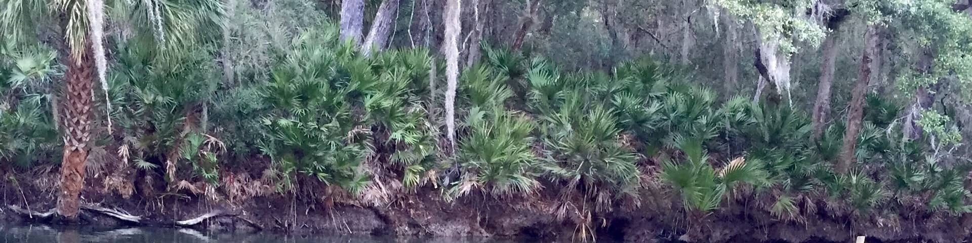 Visiting the manatees at Blue Spring State Park. They move to the springs when the water gets too cold. Best times to go in Florida are the cold days in January & February! The park is beautiful to walk through as well. In the summer months you can swim in the springs.