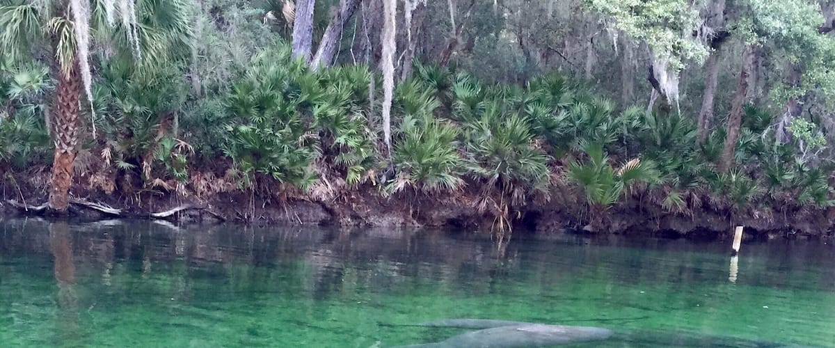 Visiting the manatees at Blue Spring State Park. They move to the springs when the water gets too cold. Best times to go in Florida are the cold days in January & February! The park is beautiful to walk through as well. In the summer months you can swim in the springs.