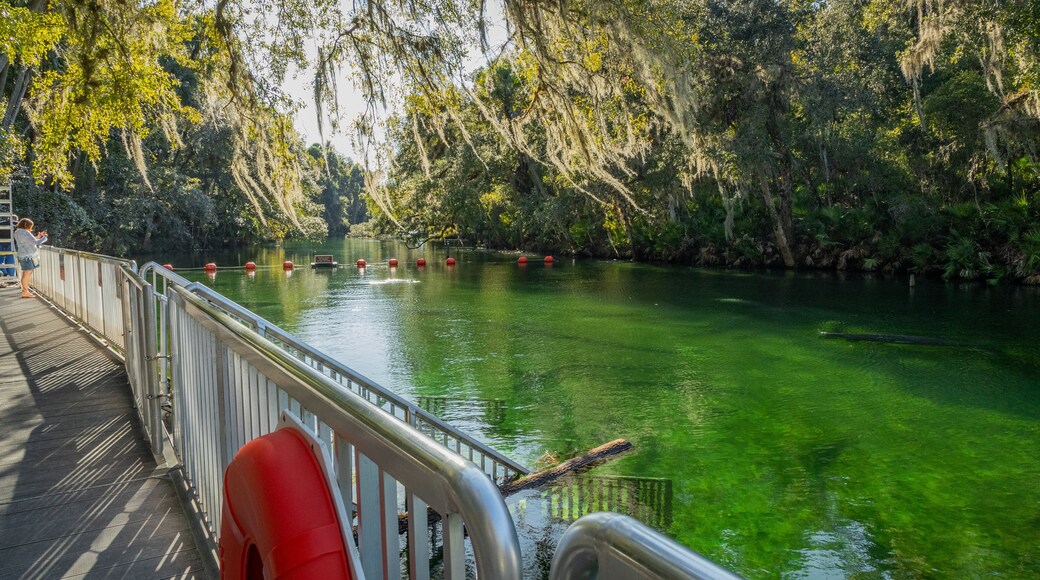 Blue Spring State Park which includes a river or creek