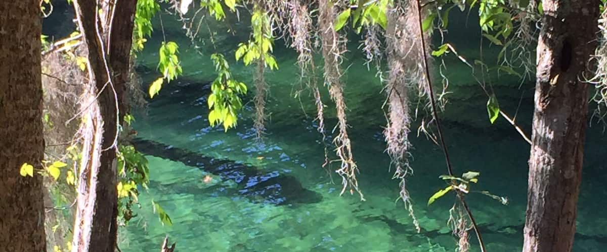 I went to go visit the manatees at Blue Spring State Park, but the first animal I saw in the water was this big gator! In the summer you can swim in the springs, but after seeing this I'm not sure I want to!