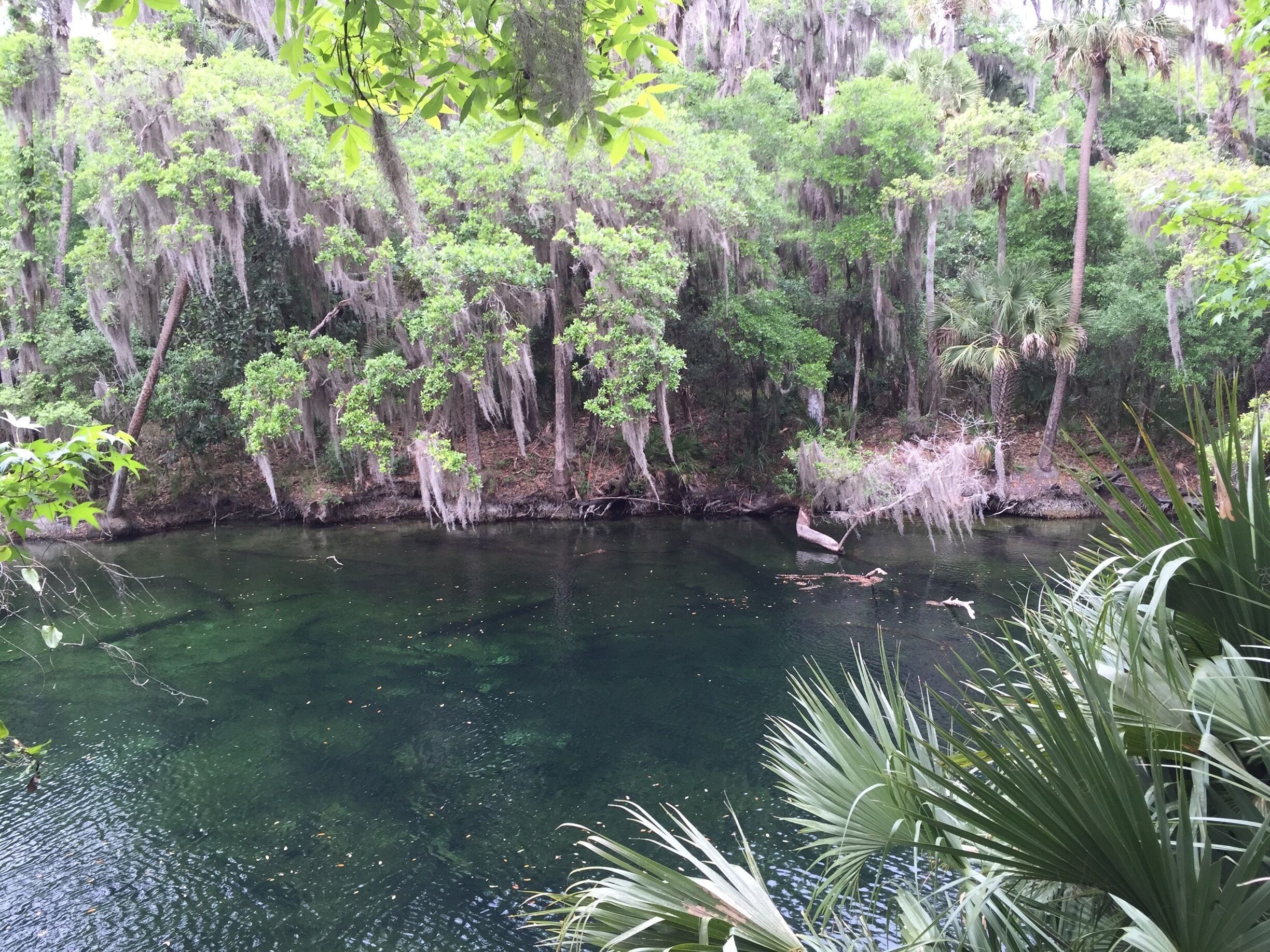 No manatees but still such a pretty place