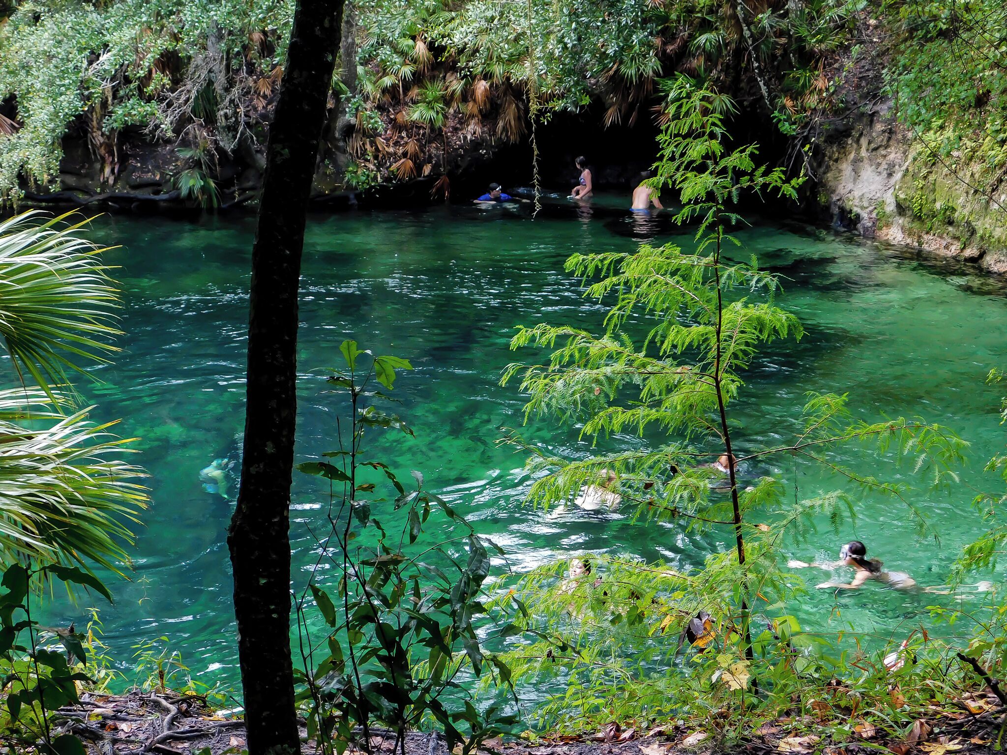 A clear, natural pool surrounded by lush greenery and trees.