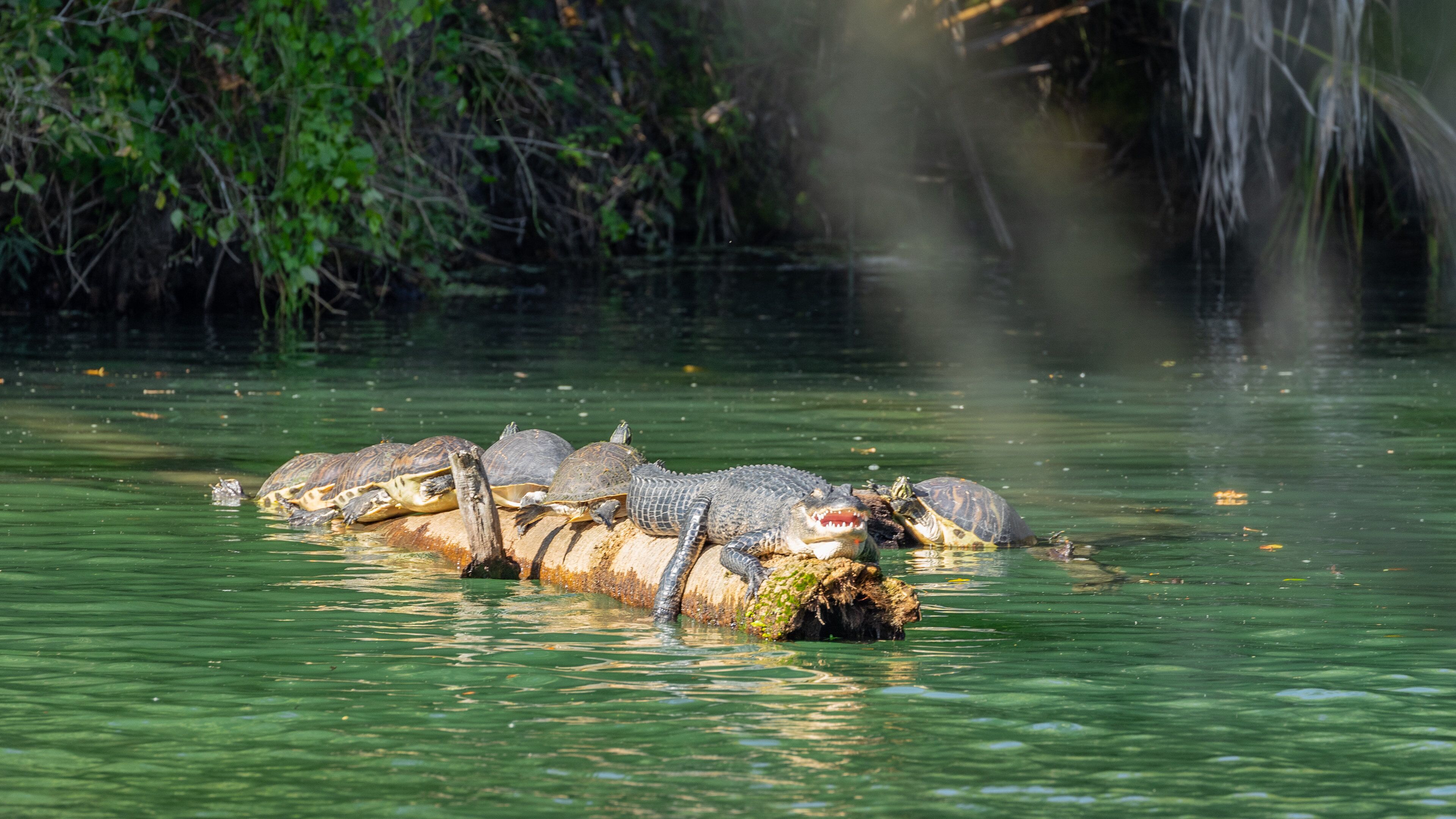 Blue Spring State Park which includes a lake or waterhole, dangerous animals and marine life