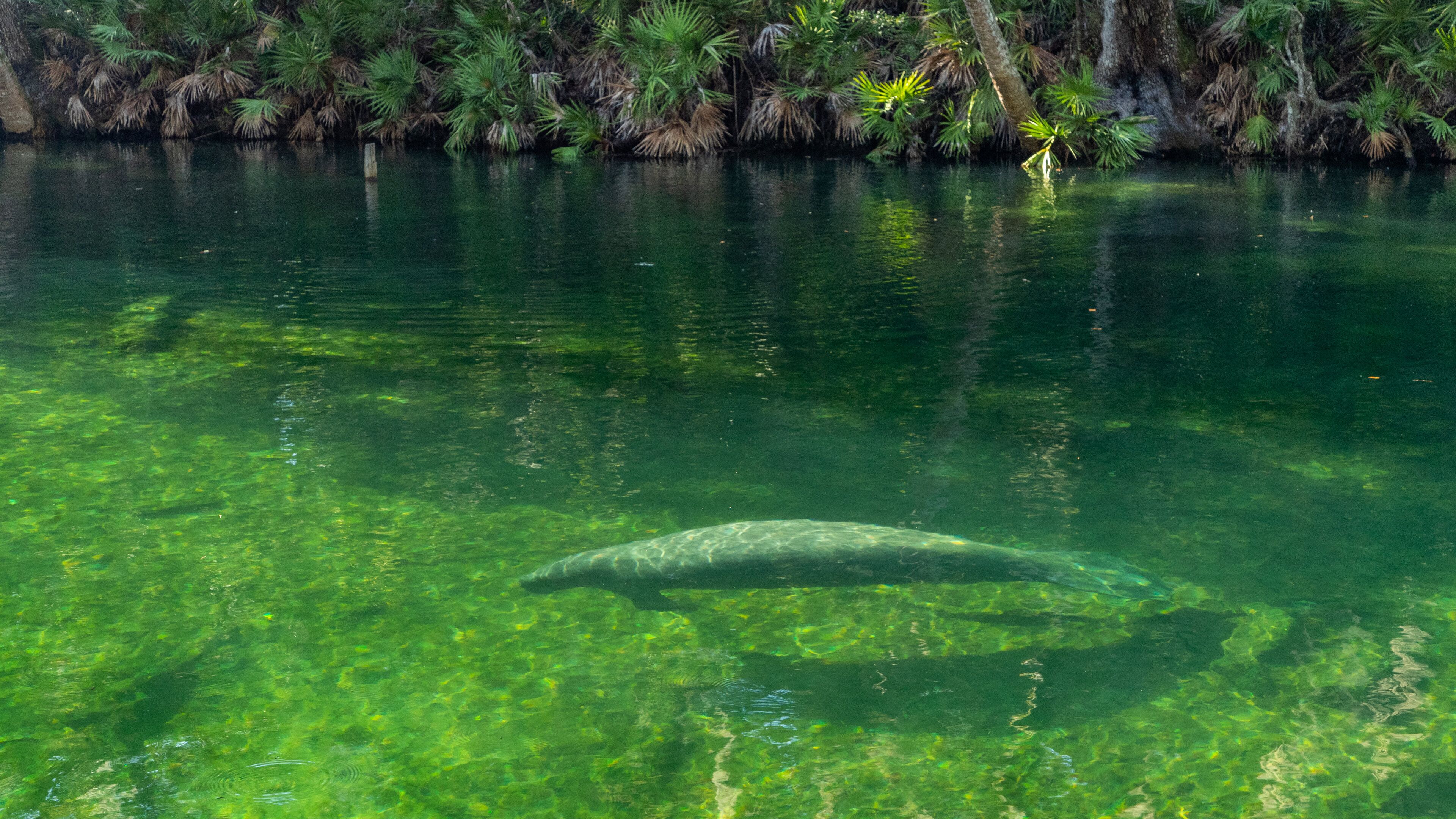Blue Spring State Park showing a lake or waterhole and marine life