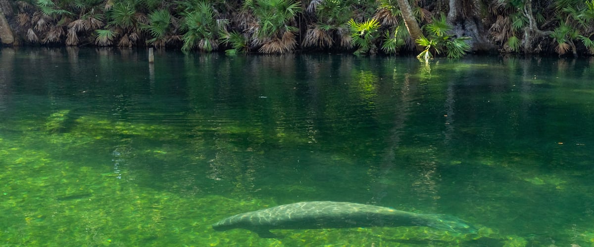 Blue Spring State Park showing a lake or waterhole and marine life