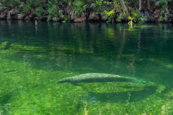 Blue Spring State Park showing a lake or waterhole and marine life