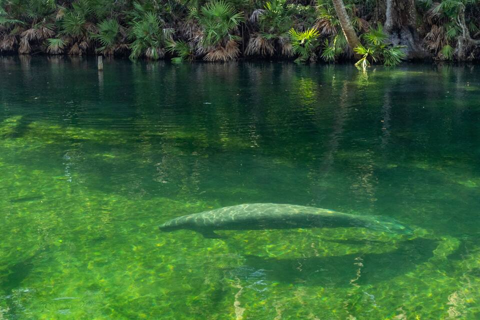 A clear water body with a turtle swimming, surrounded by dense green vegetation.