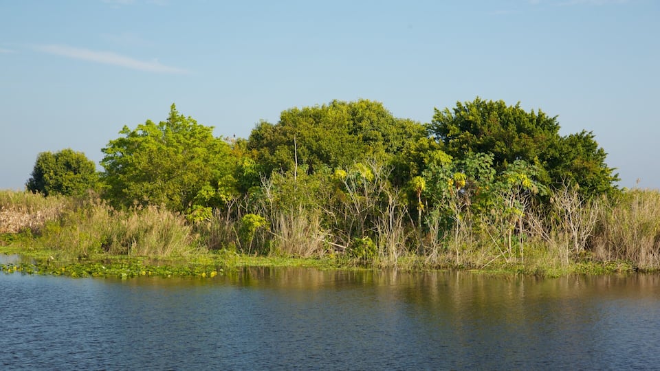A calm lake surrounded by dense greenery and trees.