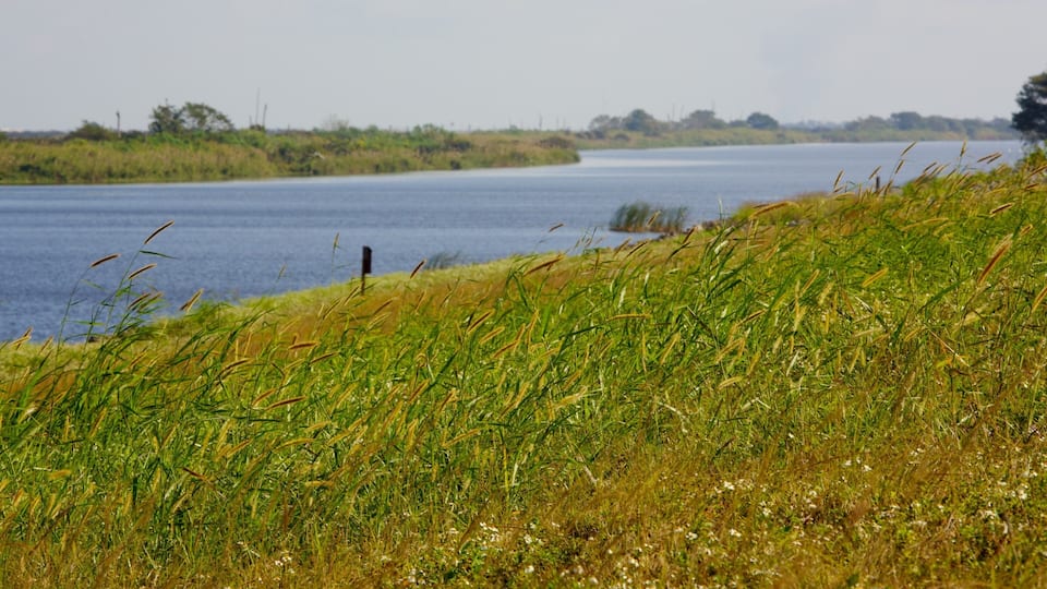 A river with grassy banks and distant trees.