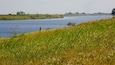 A river with grassy banks and distant trees.