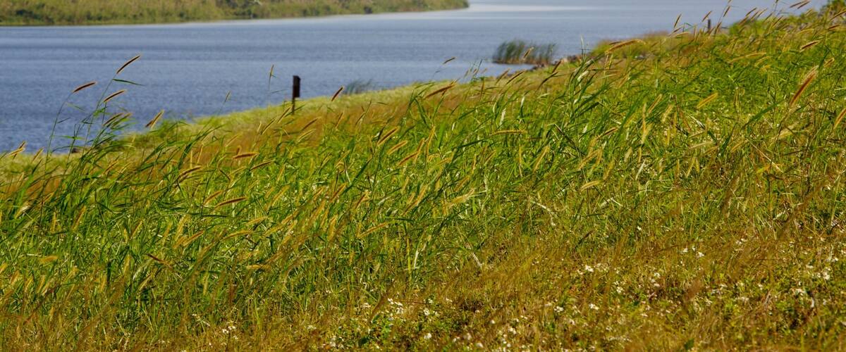A river with grassy banks and distant trees.