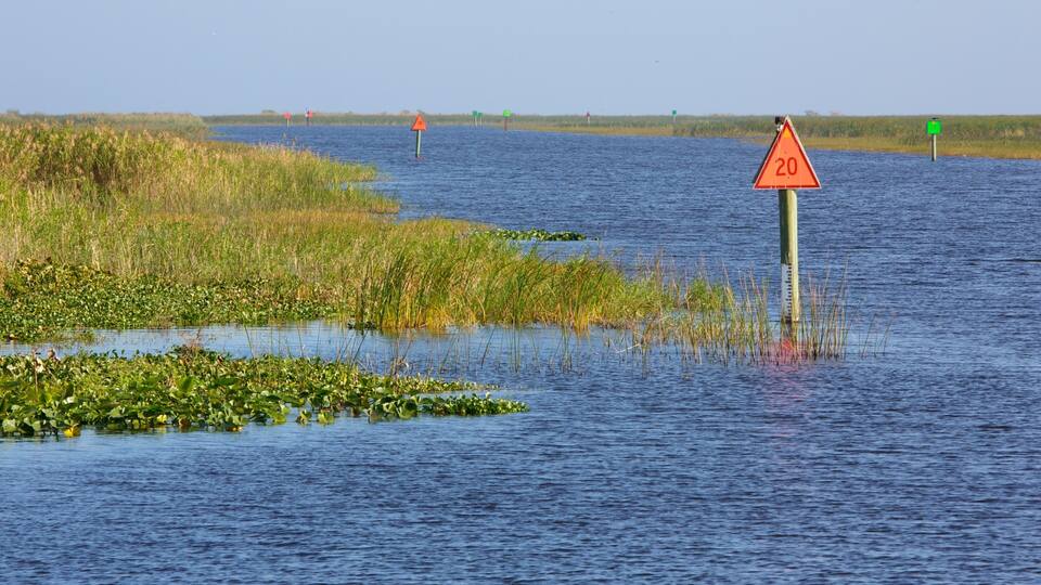 A flooded landscape with water lilies and a speed limit sign of 20.