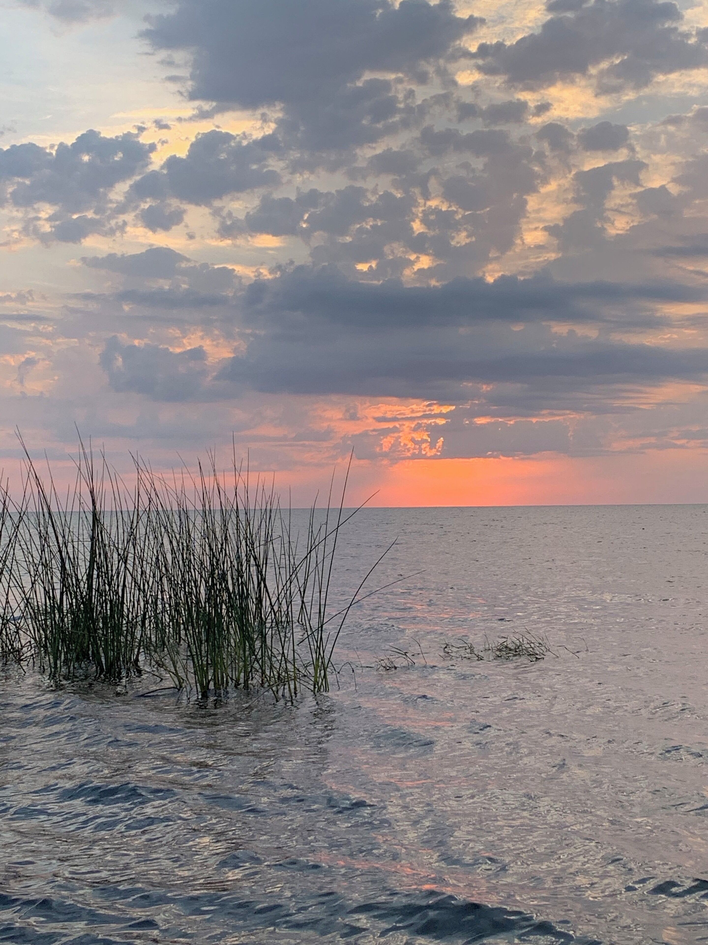 Un atardecer sobre un mar tranquilo con pastos altos al frente.