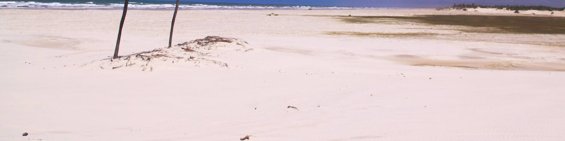 Two coconut tree, at beach against blue sky at Mangue Seco