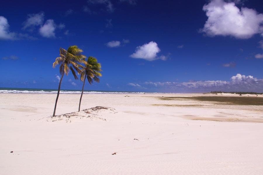 Two coconut tree, at beach against blue sky at Mangue Seco
