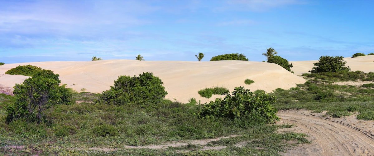 Sand dunes with sparse vegetation and a clear sky.