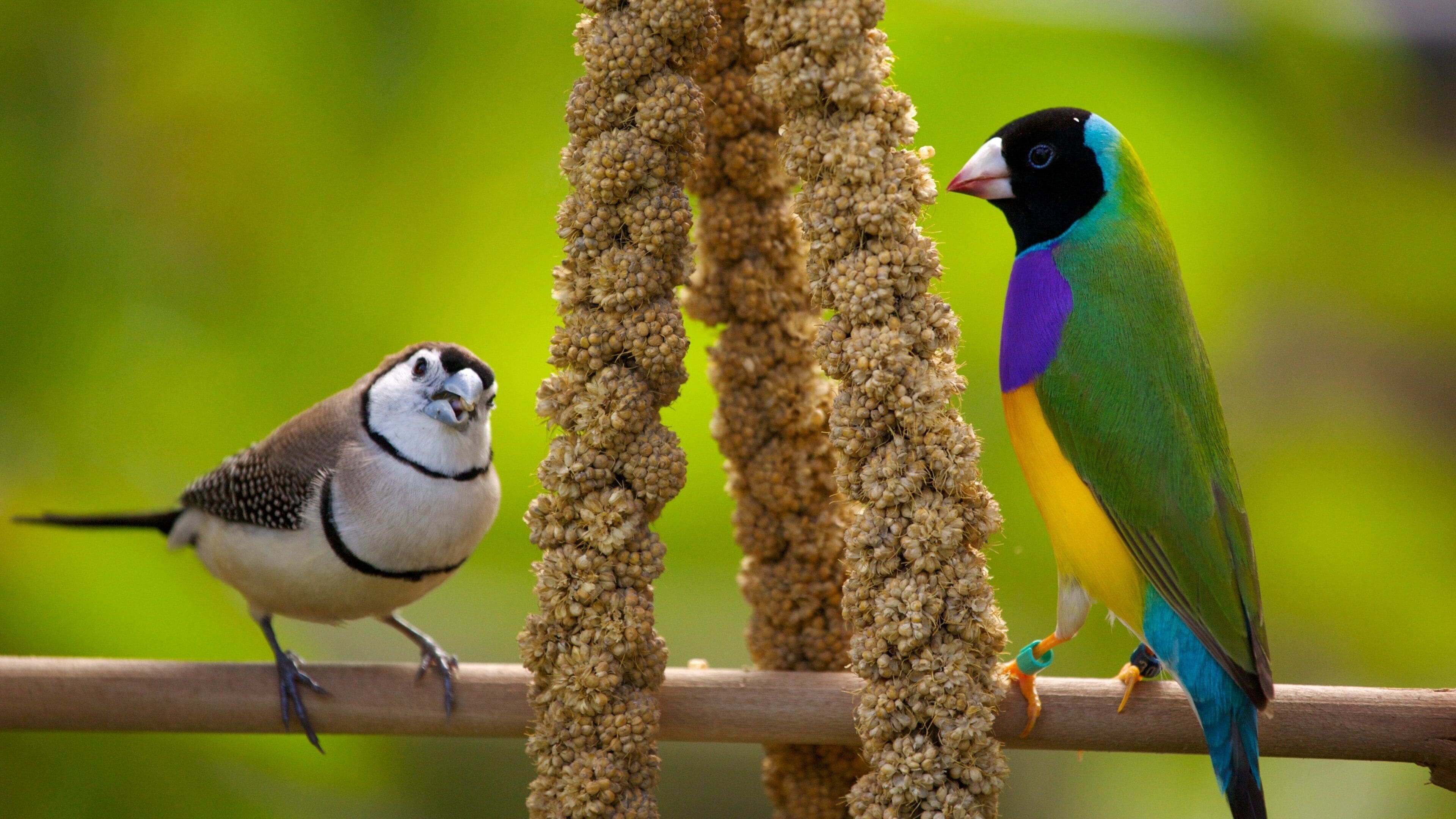 Butterfly World mettant en vedette vie des oiseaux