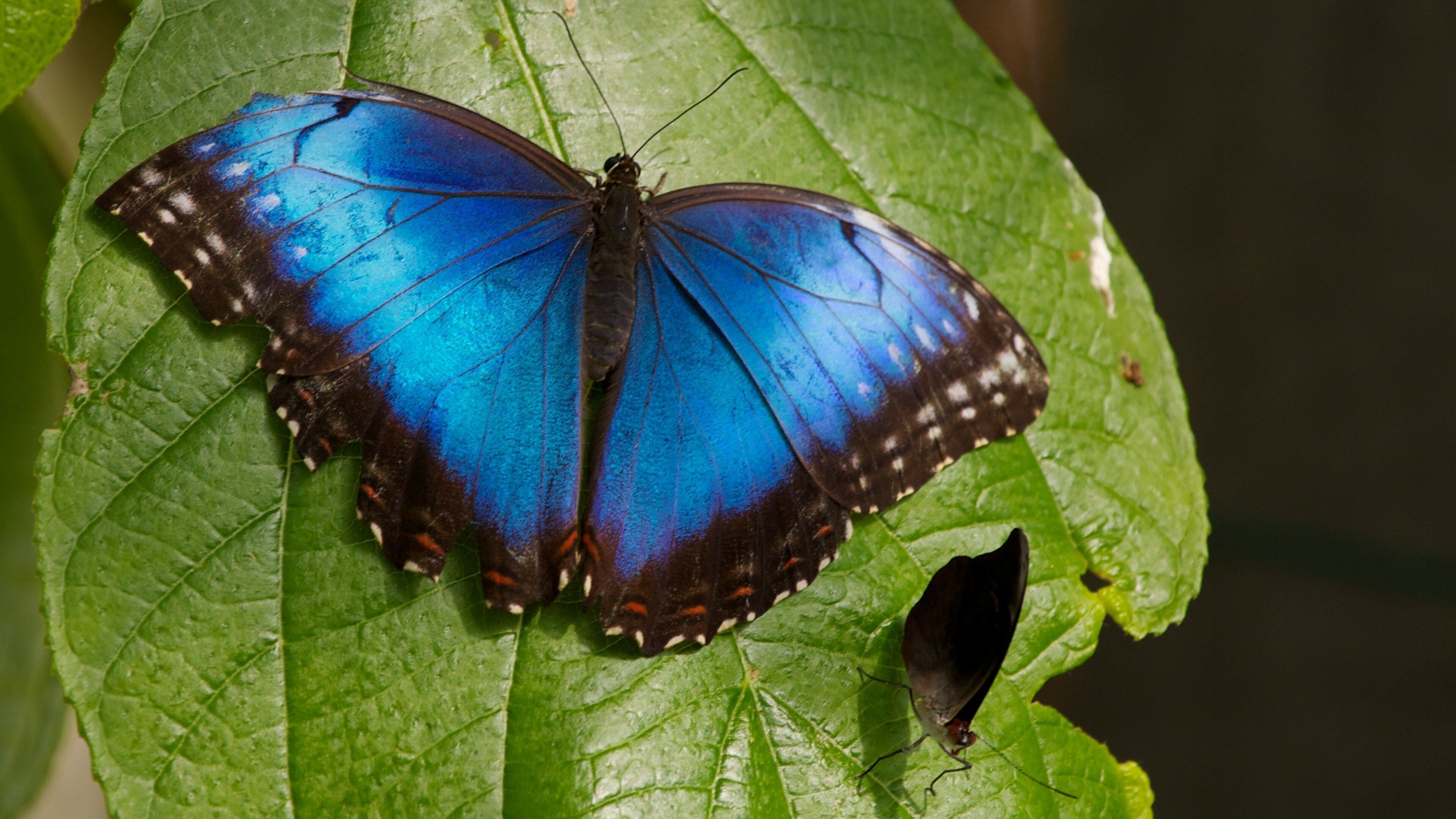 Beautiful blue butterfly resting on green leaf at Butterfly World in Coconut Creek Florida