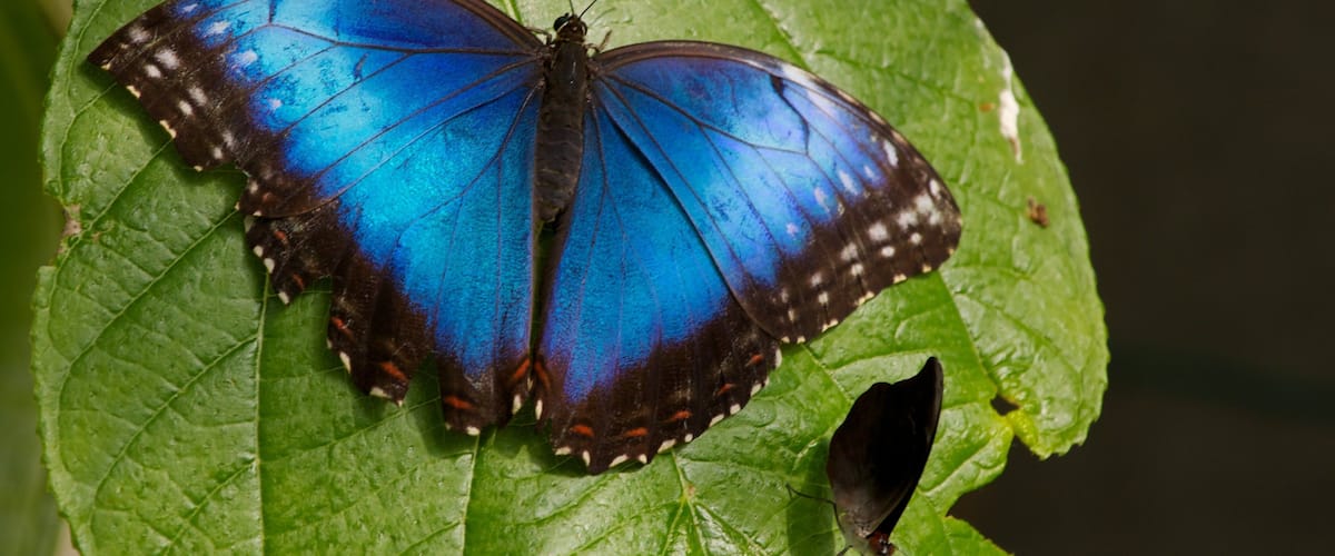 バタフライ ワールド どの含み フレンドリーな動物 と 動物