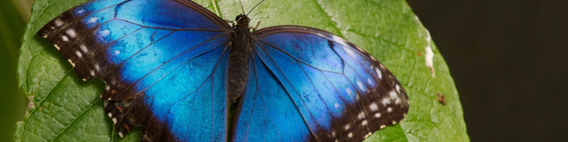 Beautiful blue butterfly resting on green leaf at Butterfly World in Coconut Creek Florida