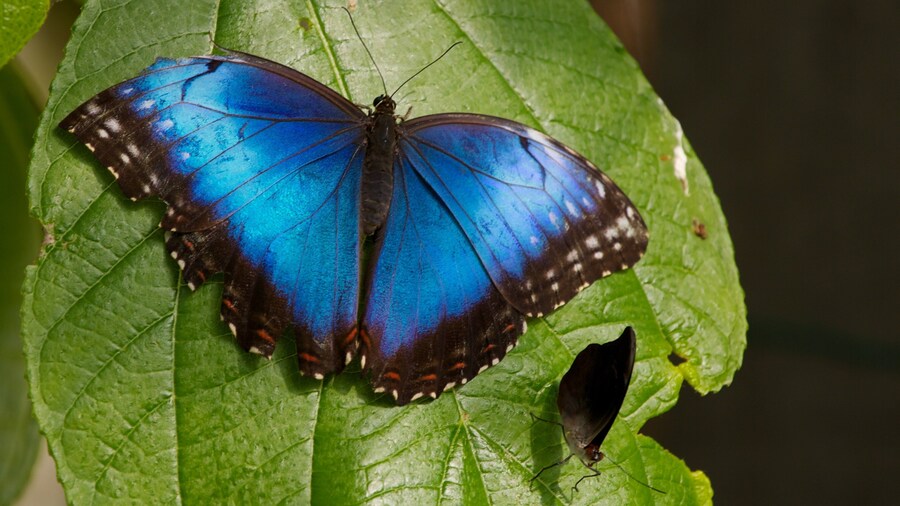 Butterfly World som omfatter venlige dyr og dyr