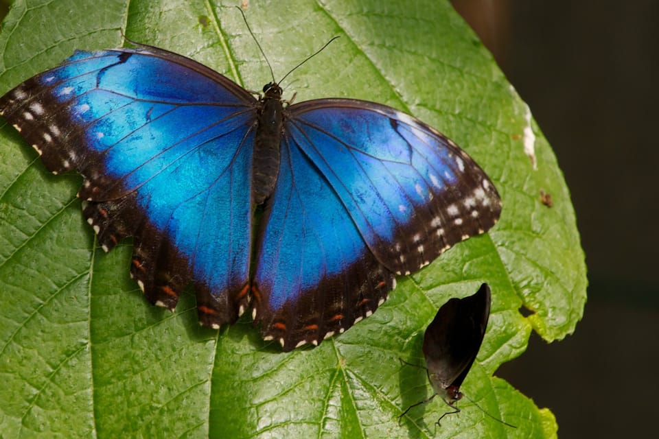 A blue butterfly on a green leaf.