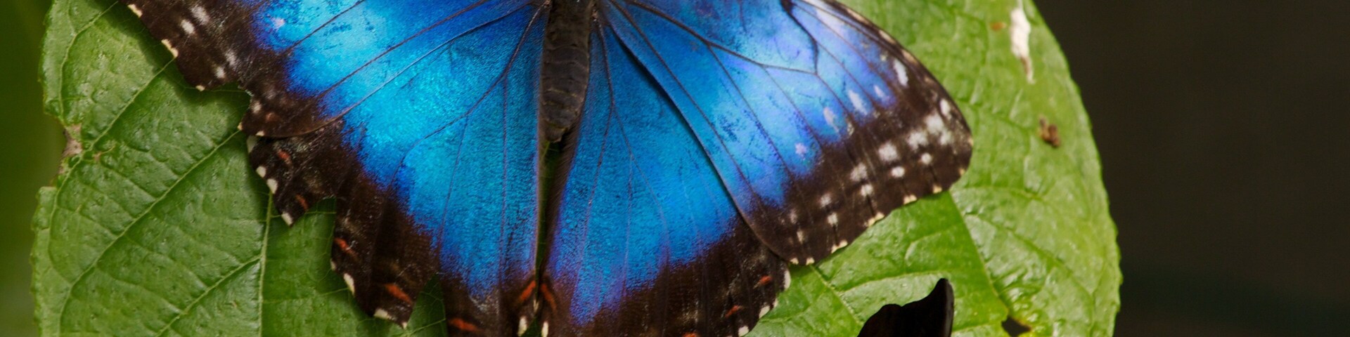 Beautiful blue butterfly resting on green leaf at Butterfly World in Coconut Creek Florida