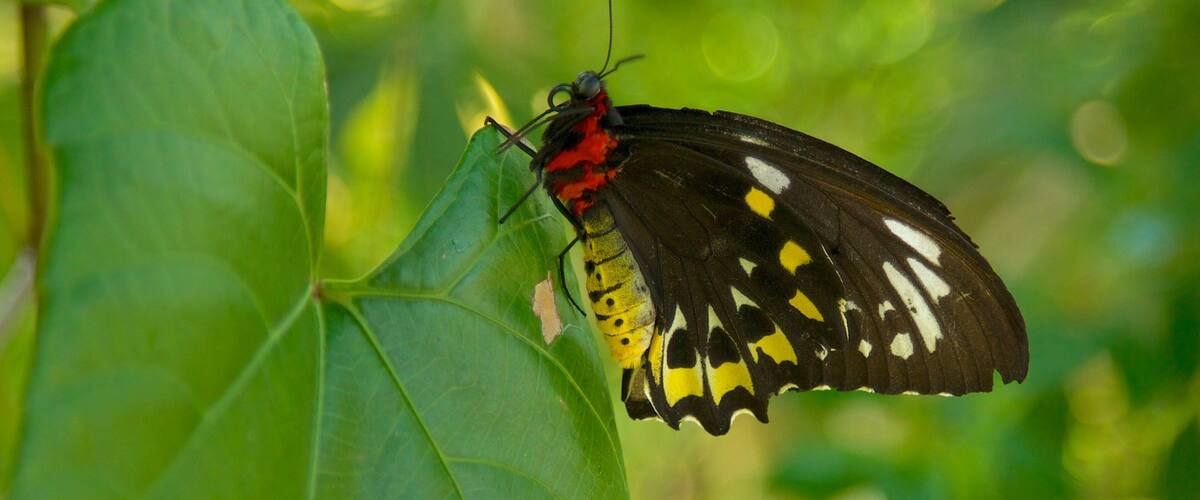 Butterfly World qui includes animaux