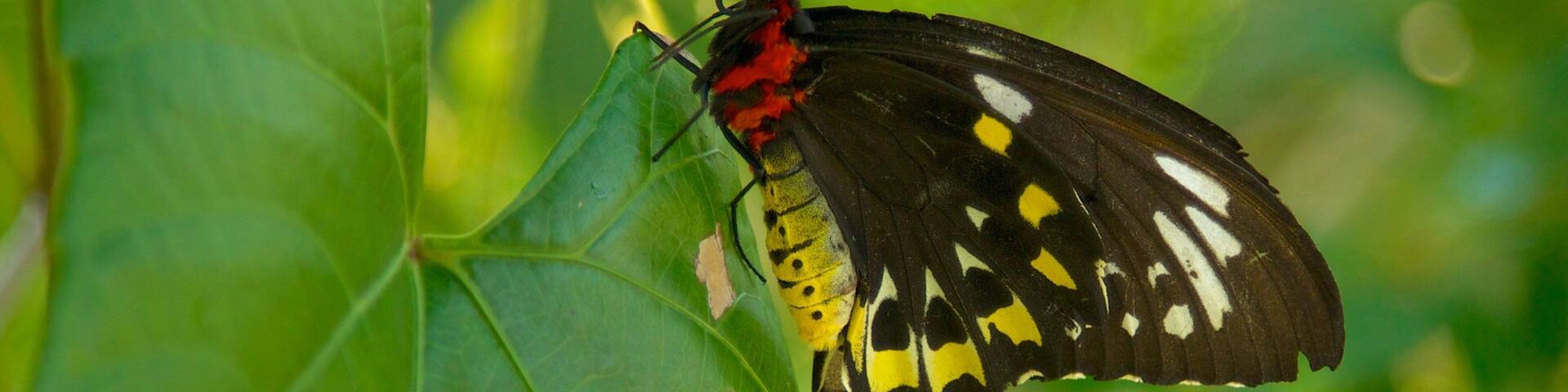 Colorful butterfly perched on green leaf at Butterfly World in Coconut Creek, Florida