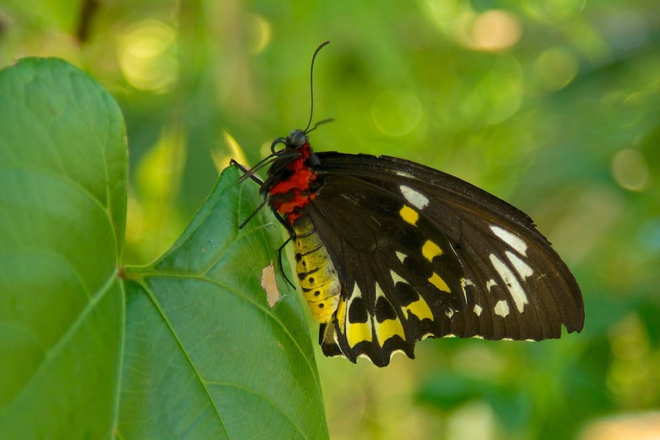 A butterfly on a green leaf.