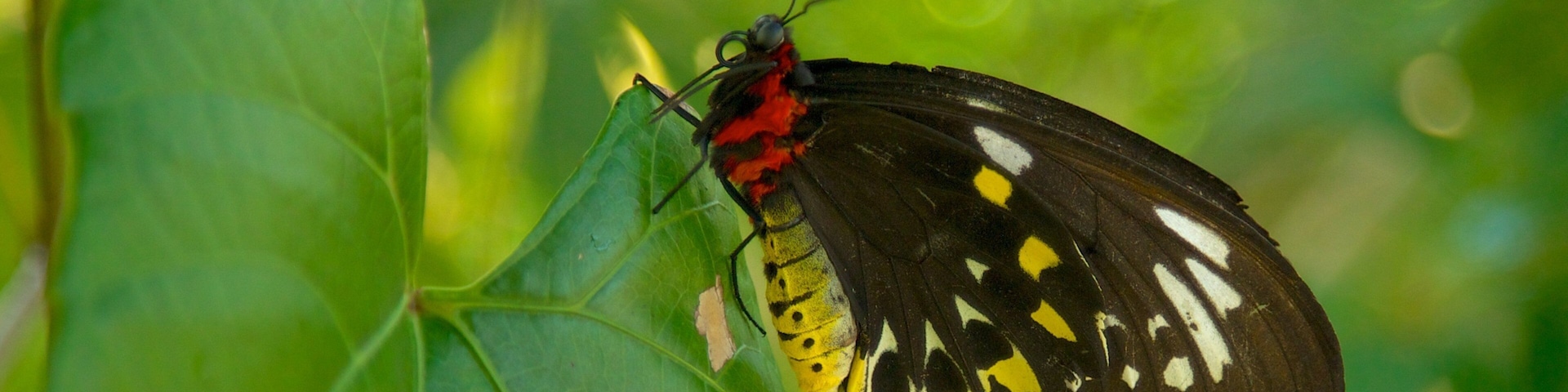 Butterfly World ofreciendo animales