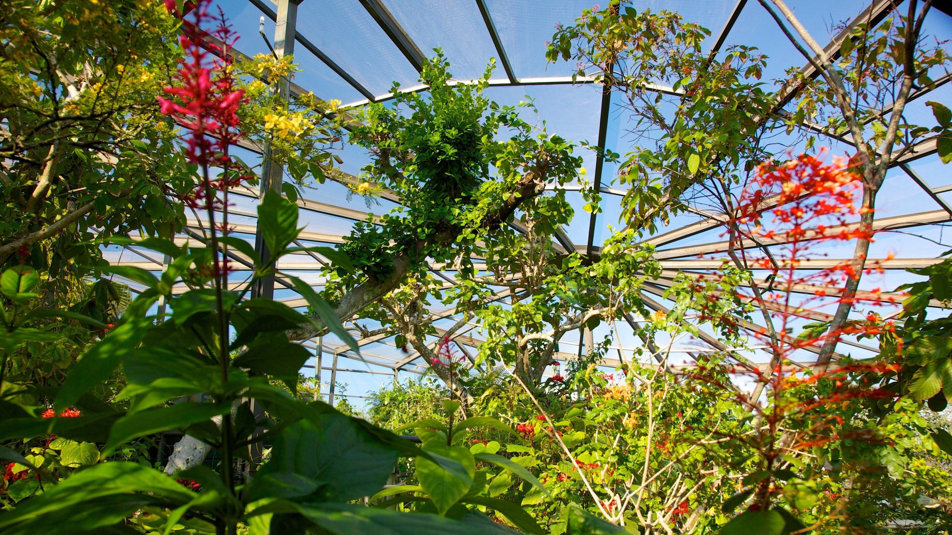 Butterfly World som inkluderar blommor, en trädgård och höstlöv