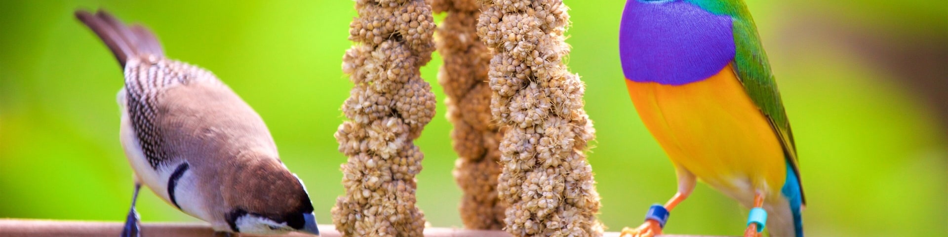 Butterfly World mostrando animais de zoológico e vida das aves