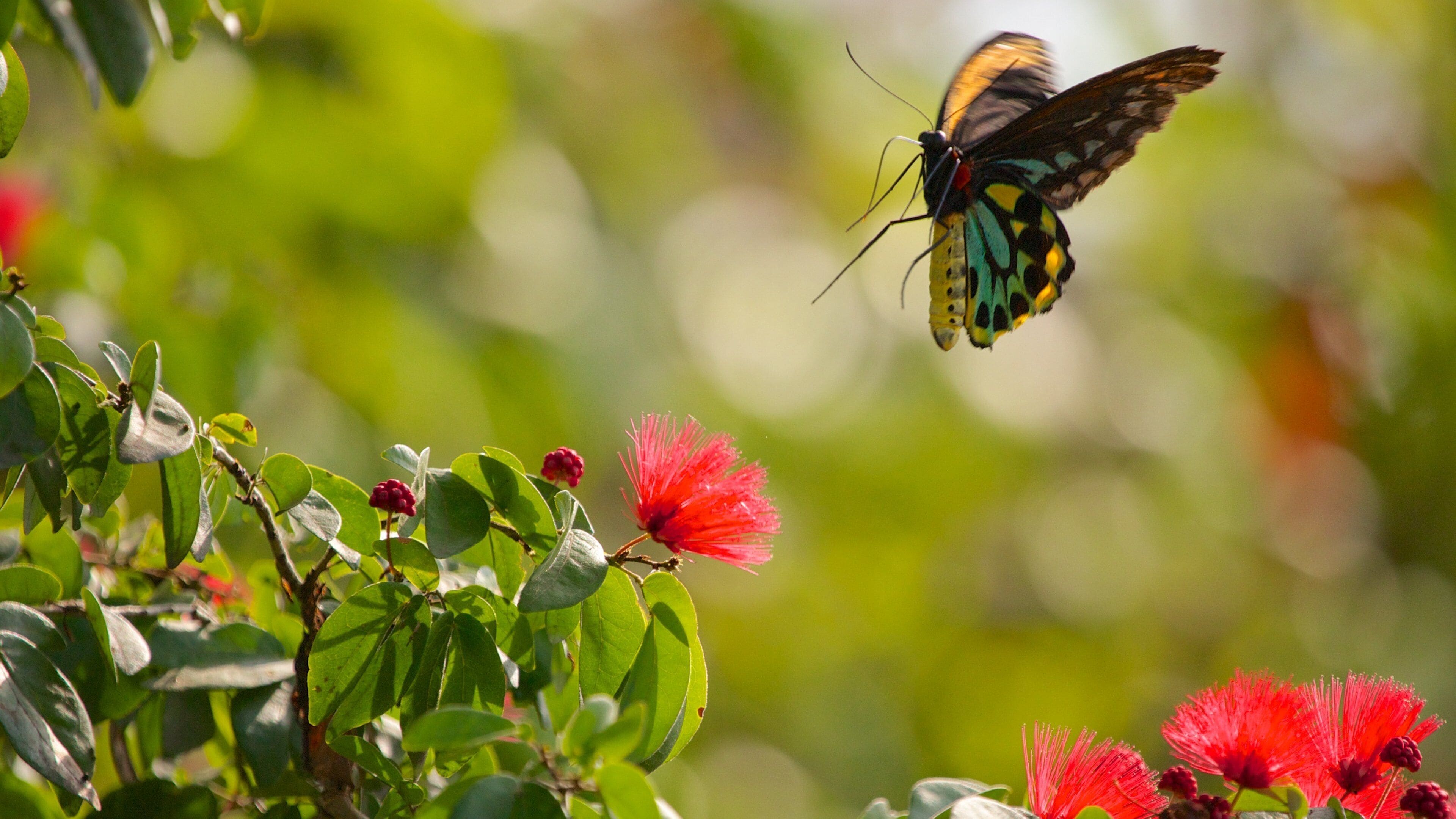 Vibrant butterflies flutter among blooming flowers at Butterfly World in Coconut Creek, Florida