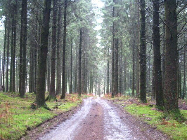 Uma área arborizada com um caminho lamacento.