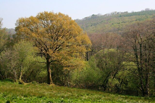 Lynher Valley Woodland Looking over the valley bottom to Park Wood on the hillside beyond.