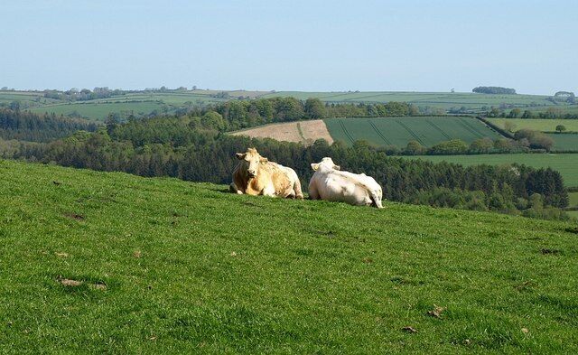 Cattle at Tutwell A difference of opinion as to which view to chew the cud over. The right hand animal is looking up the Tamar valley towards Leigh Wood. Taken from the lane at Tutwell.