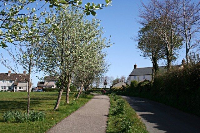 Tree-lined road in Stoke Climsland