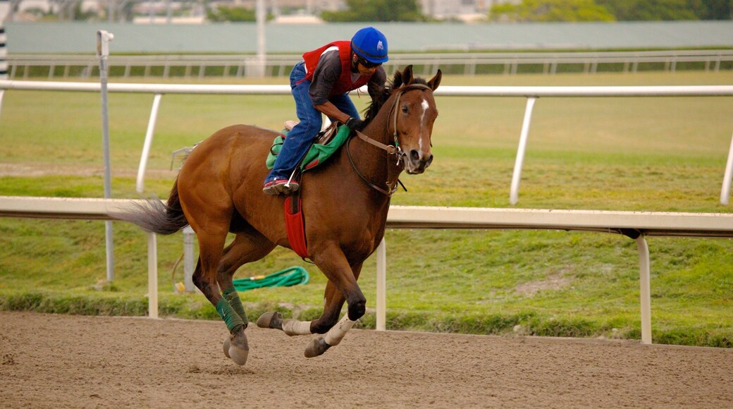 Exciting horse racing action at Gulfstream Park Racing and Casino in Hallandale Beach, Florida during a sunny afternoon