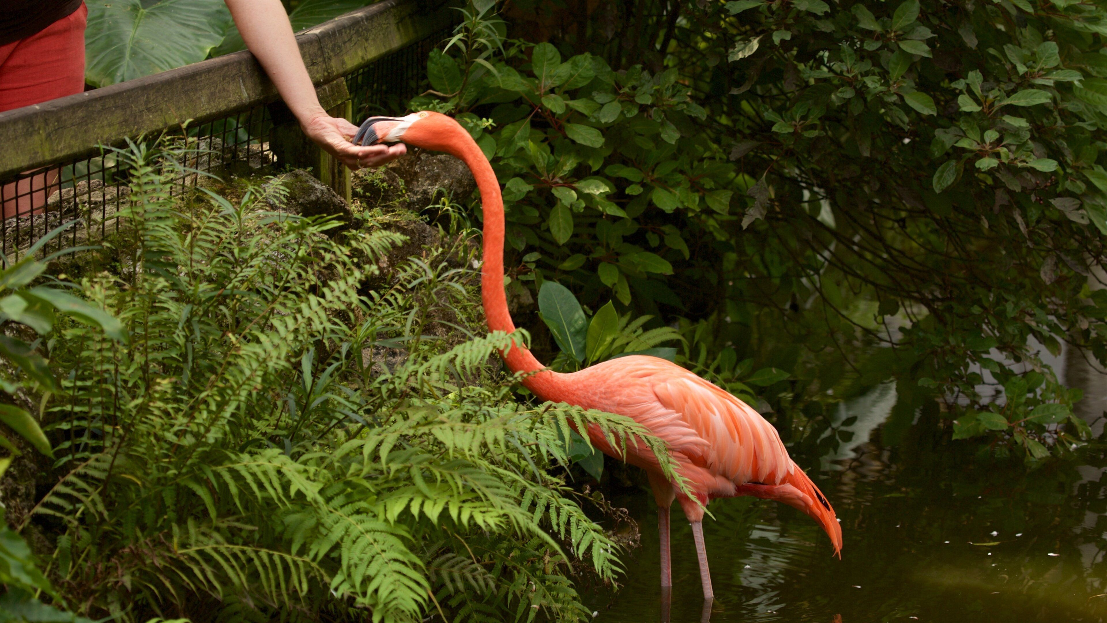 Een flamingo staat in een vijver, omringd door weelderige begroeiing.