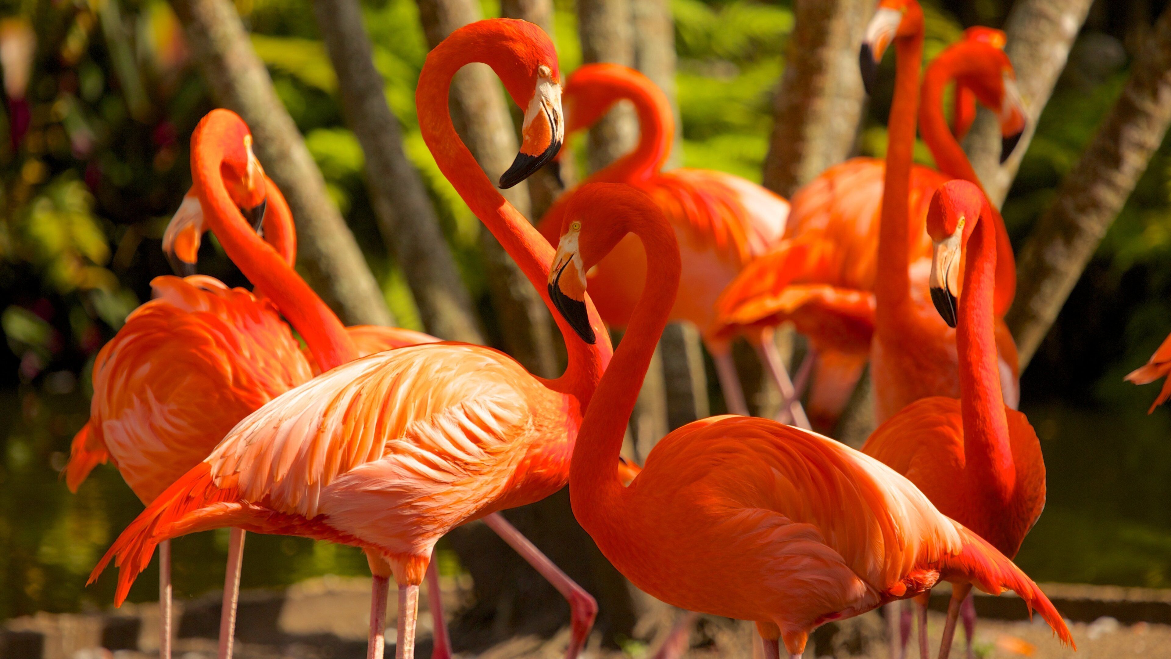 Flamingo Gardens showing zoo animals and bird life