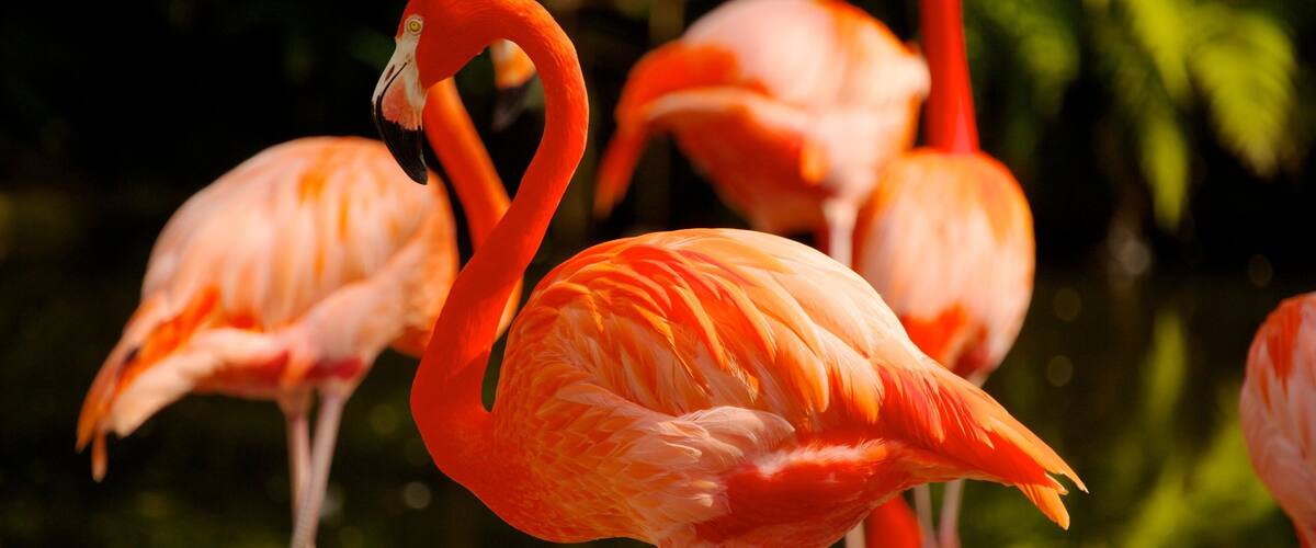 Vibrant flamingos stand gracefully by the tranquil waters of Flamingo Gardens in Davie, Florida