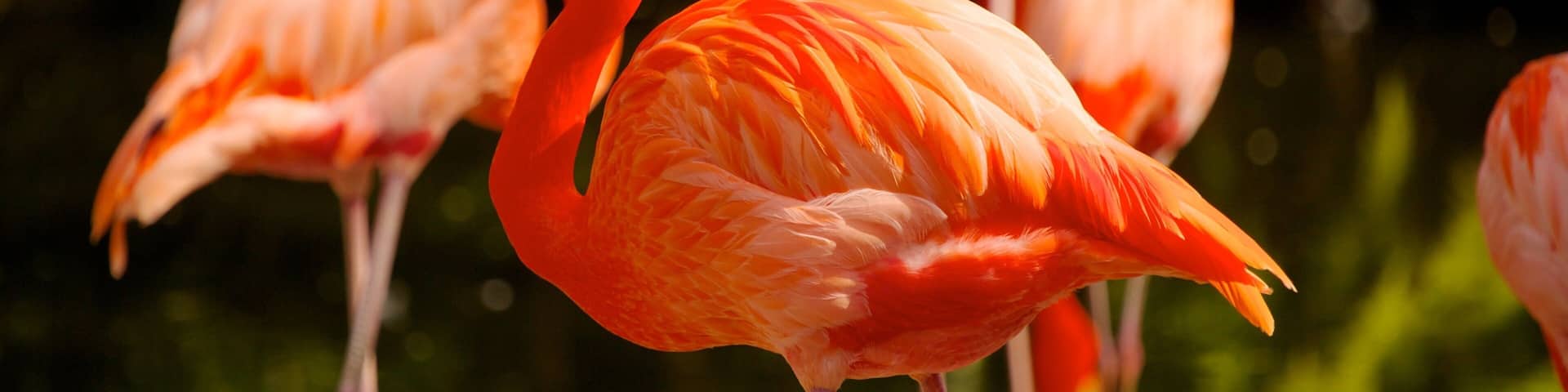 Vibrant flamingos stand gracefully by the tranquil waters of Flamingo Gardens in Davie, Florida