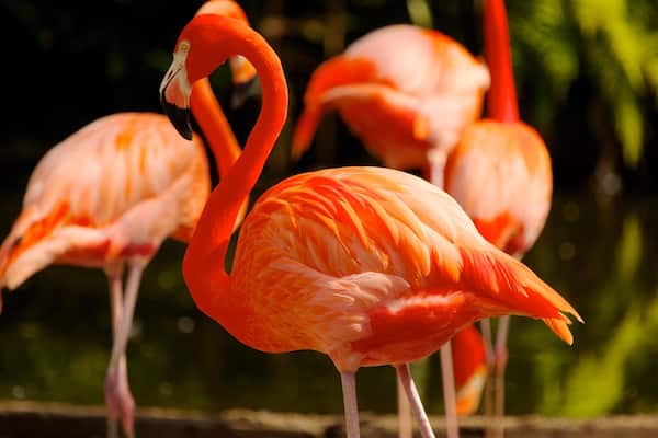 Vibrant flamingos stand gracefully by the tranquil waters of Flamingo Gardens in Davie, Florida