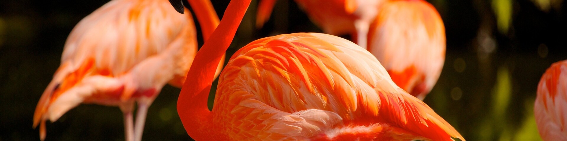 Vibrant flamingos stand gracefully by the tranquil waters of Flamingo Gardens in Davie, Florida