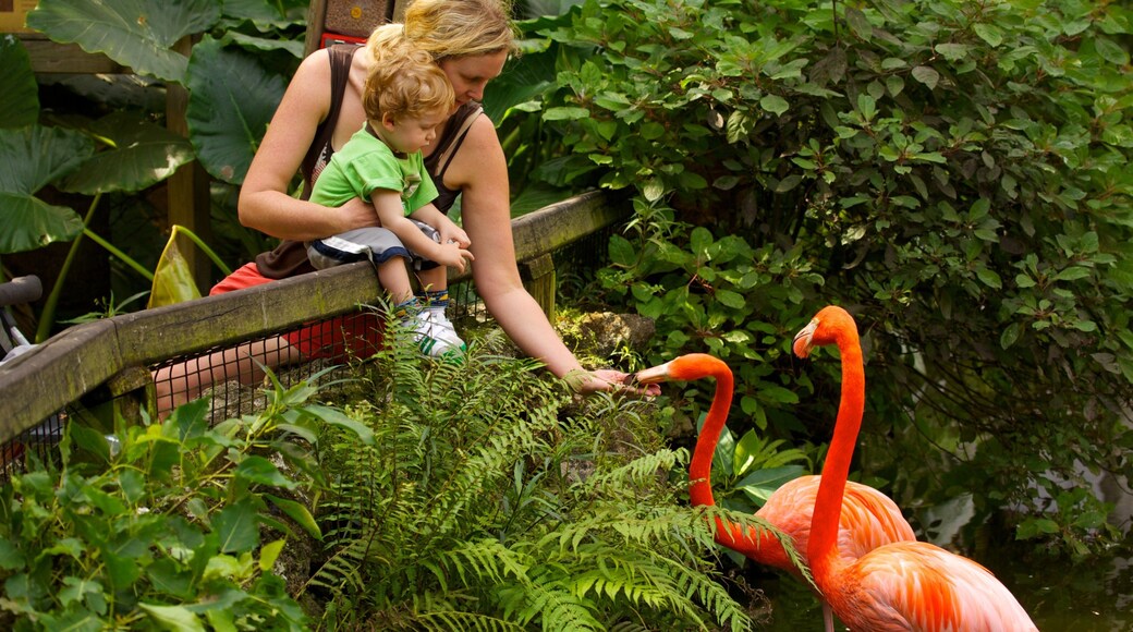 Flamingo Gardens mostrando animales del zoológico y vida de las aves y también una familia