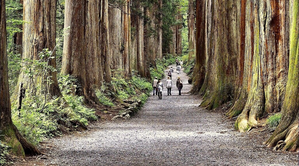 奥社へと続く杉並木。 #Nature